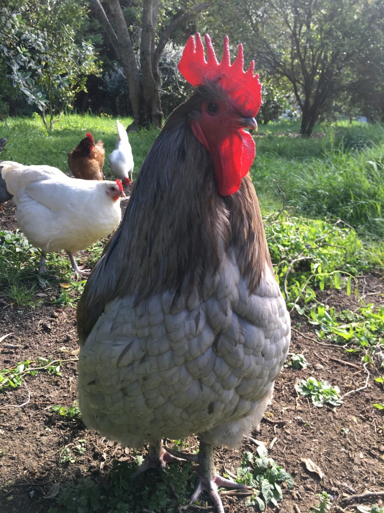 Ghost Dog: the gentleman rooster