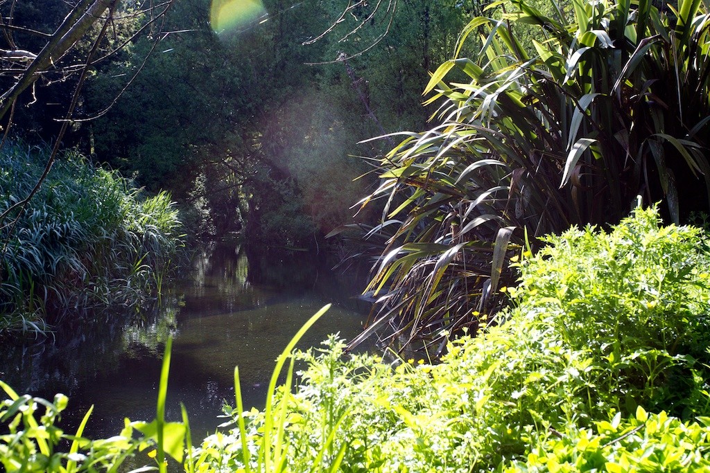 The stream, on a different day. Ignore the foreground weeds - ragwort I think.