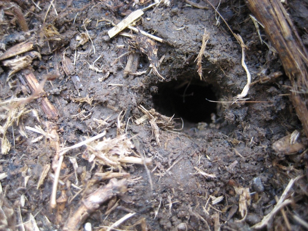 It's ok, that dung beetle burrow is in soil not s**t.