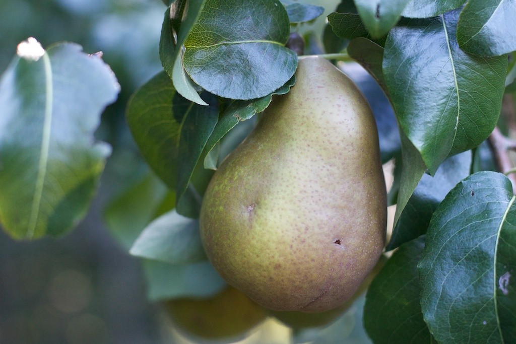 pear