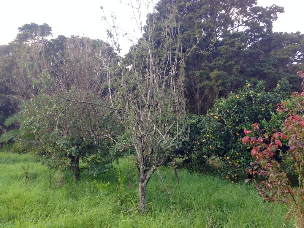 Tortured apple tree