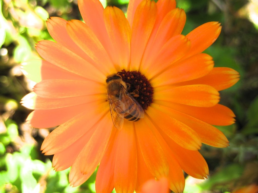 One of the girls sampling the calendula.