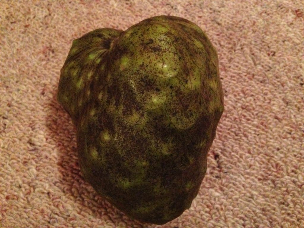 Cherimoya fruit