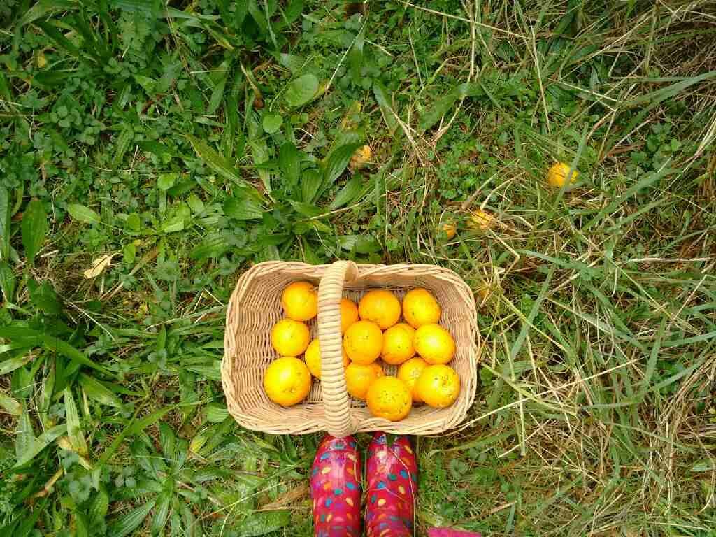 Nurse Jenny picks oranges in pink spotted boots.