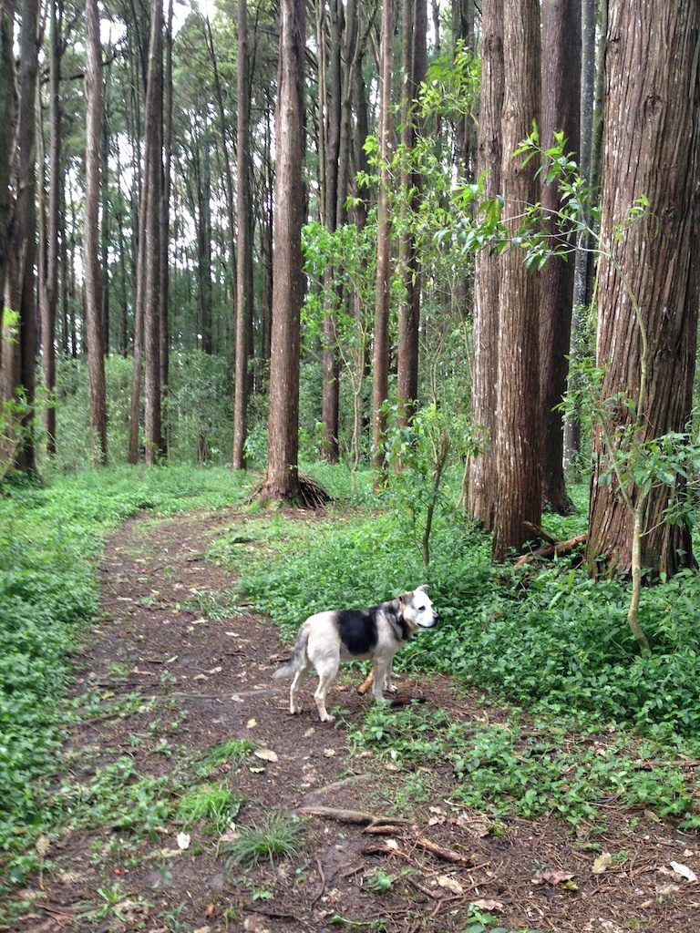 Ella in Seven Acre Wood