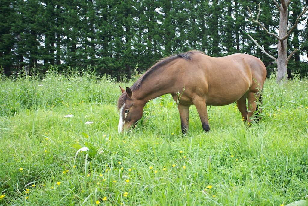 Happy pony