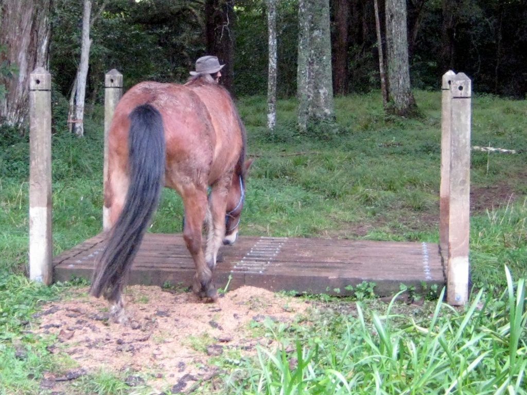 Bridge and pony