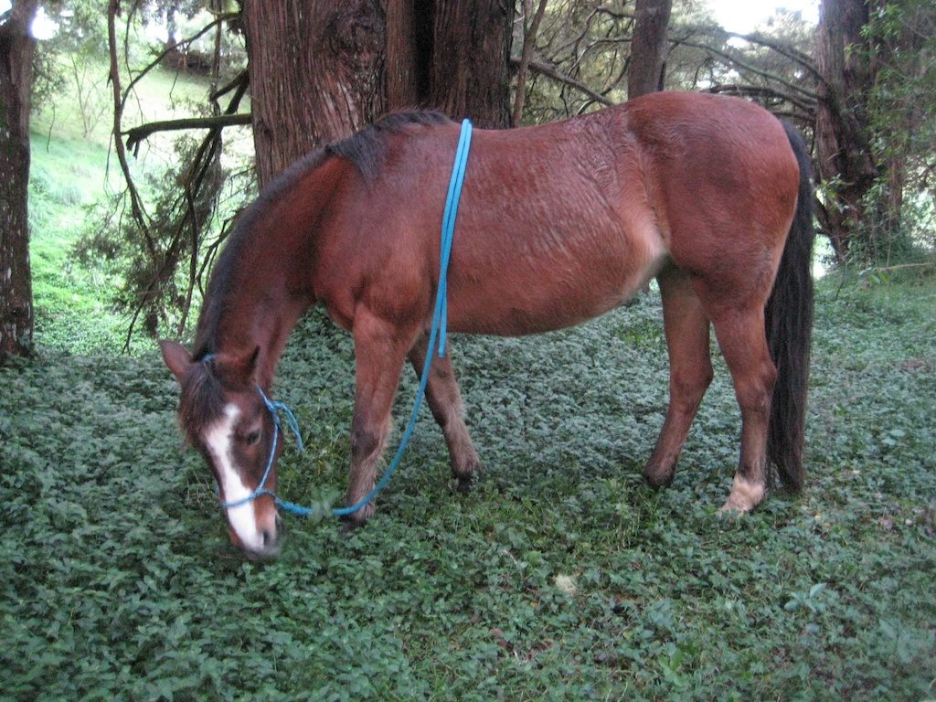 Pony and tradescanthia