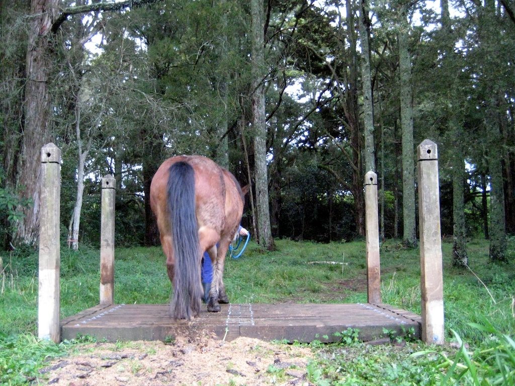 Bridge and ponies2