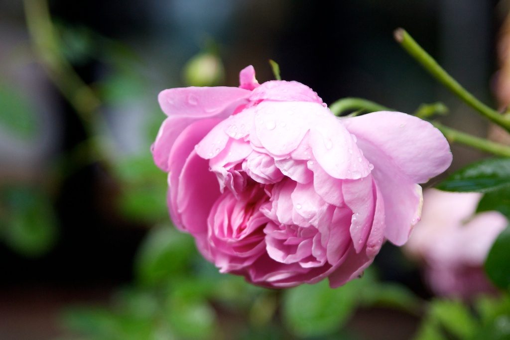 Charles Rennie MacIntosh rose