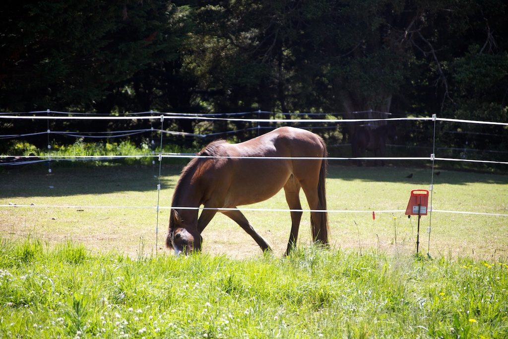 Horse and electric fencing