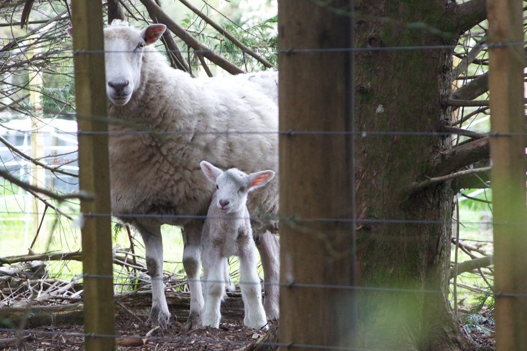 Ewe and lamb