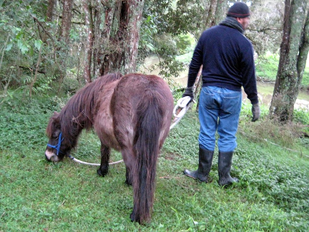 Bonnie the pony in the Seven Acre Wood