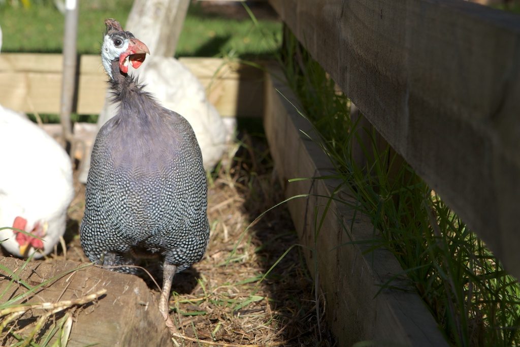 Giselle the guinea fowl