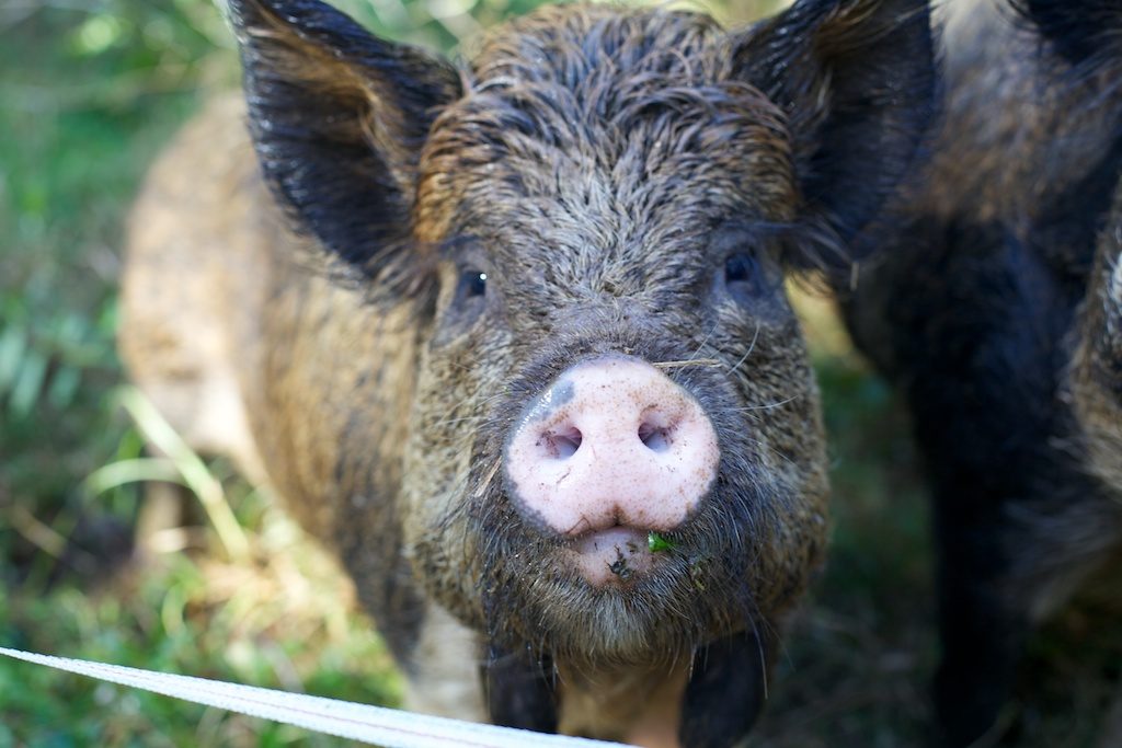 Nell the Kunikuni pig