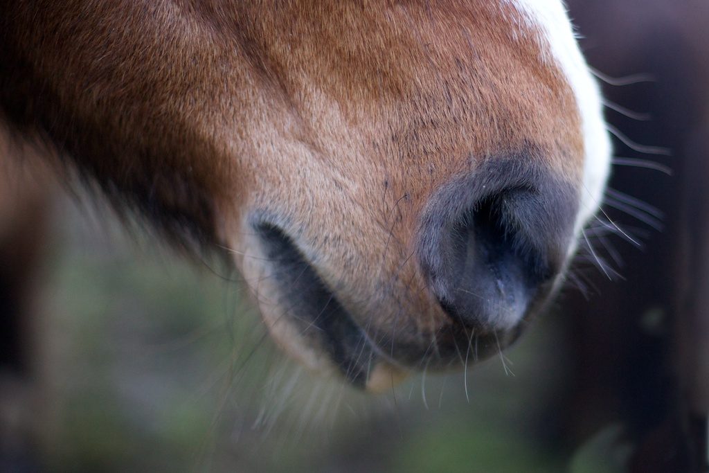Pony nose