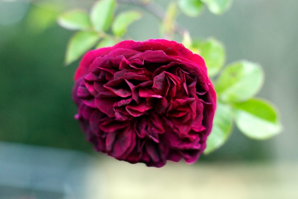 Munstead Wood rose