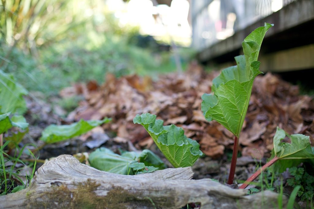 Rhubarb plant