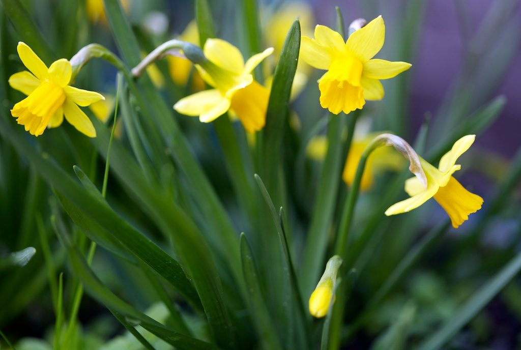 Tete a tete Daffodils