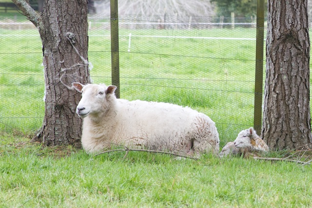 Wiltshire ewe and lamb