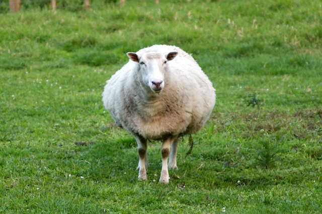 Pregnant Whiltshire ewe