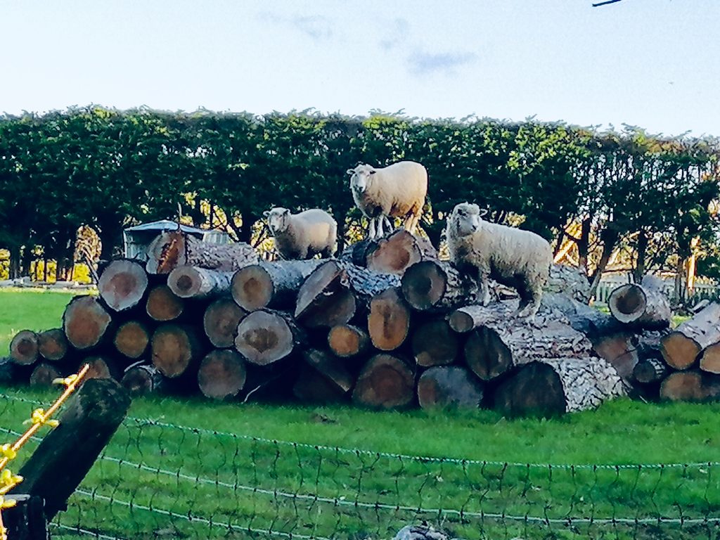 Sheep on logs