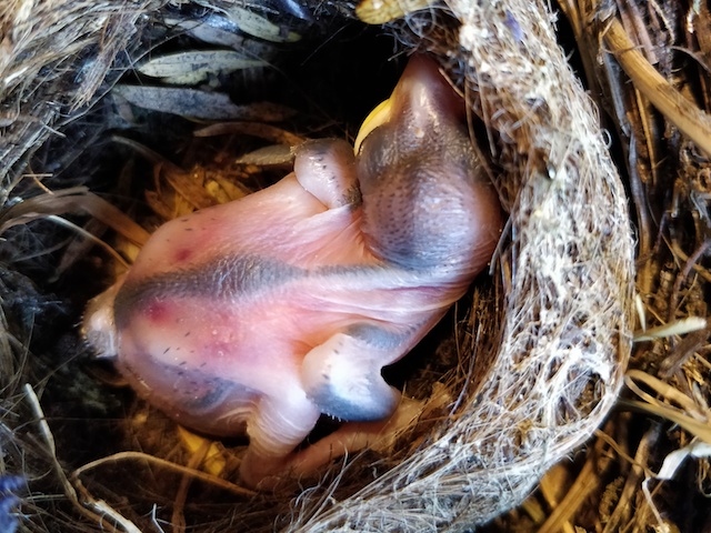 Nestling sparrow