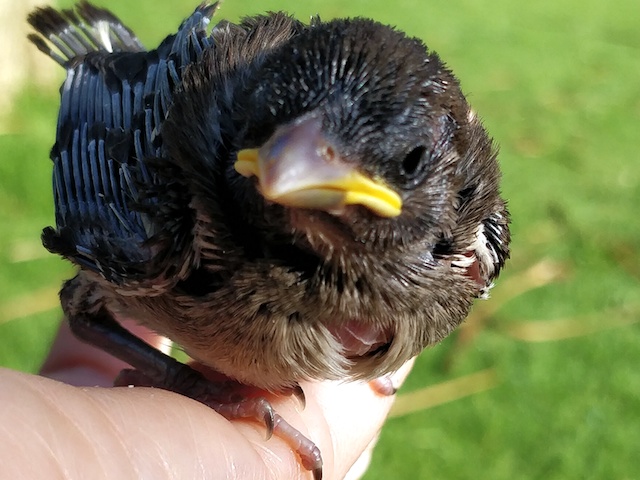 Fledgling sparrow