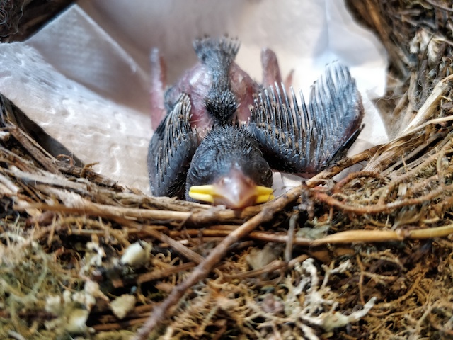 Fledgeling sparrow in nest
