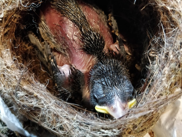 Baby sparrow in nest